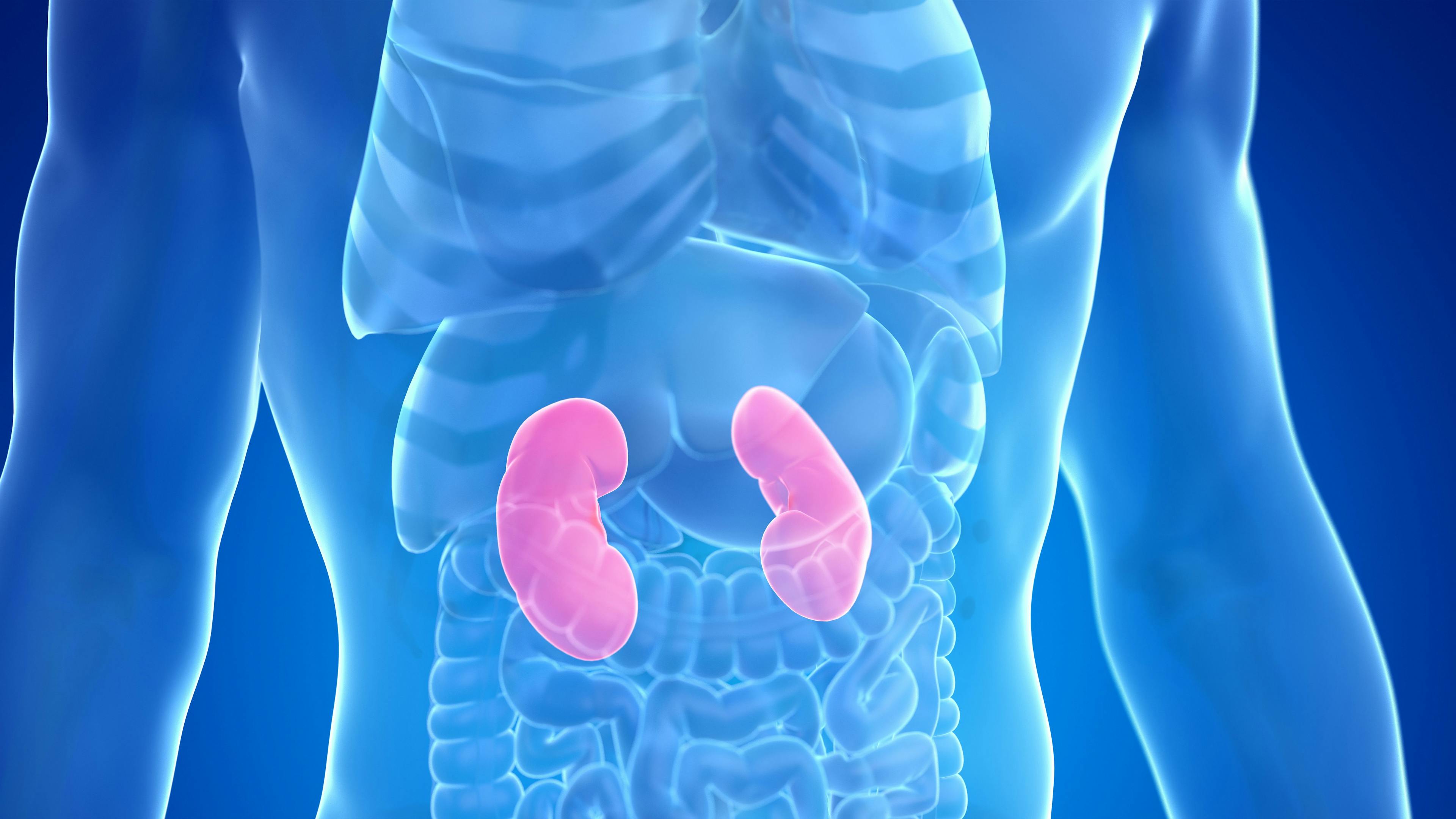 Kidneys highlighted in blue body | Image credit: © Sebastian Kaulitzki stock.adobe.com