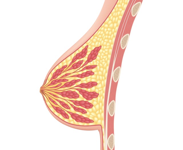 breast tissue © Tsuyna - stock.adobe.com